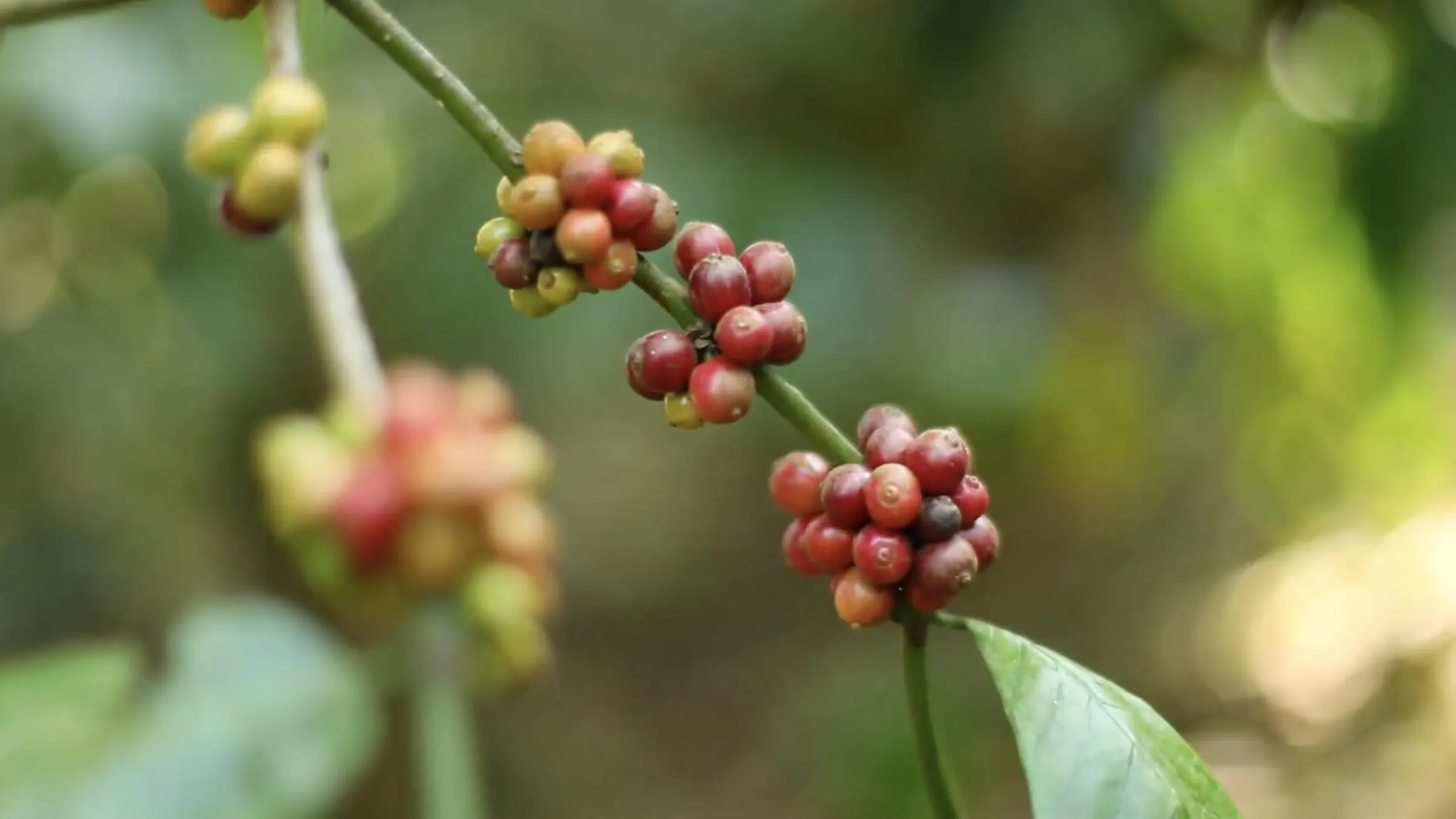 Aura — ripe coffee cherries on the branch at Mudigere